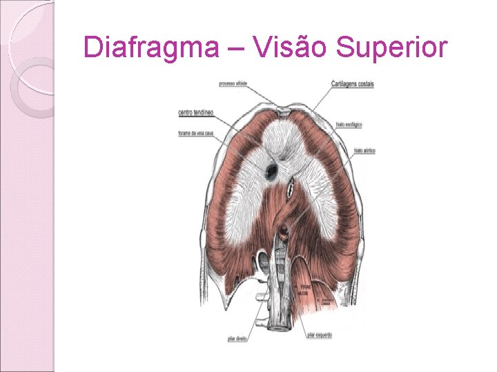 Diafragma – Visão Superior Diafragma – Visão Superior