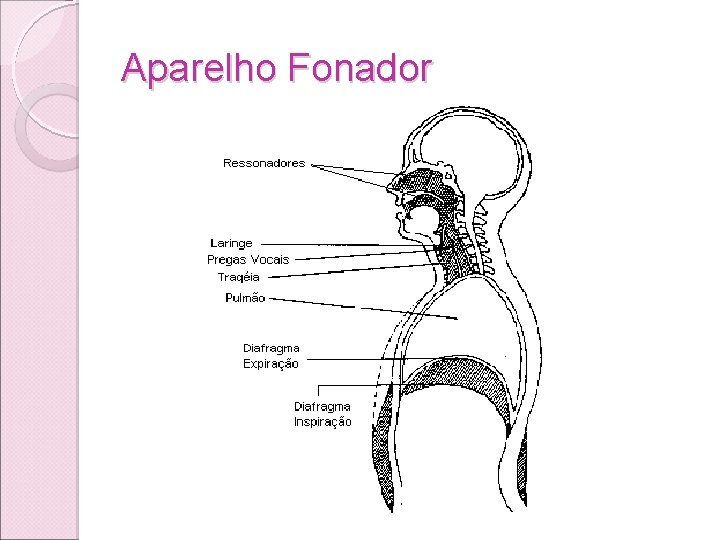 Aparelho Fonador Aparelho Fonador