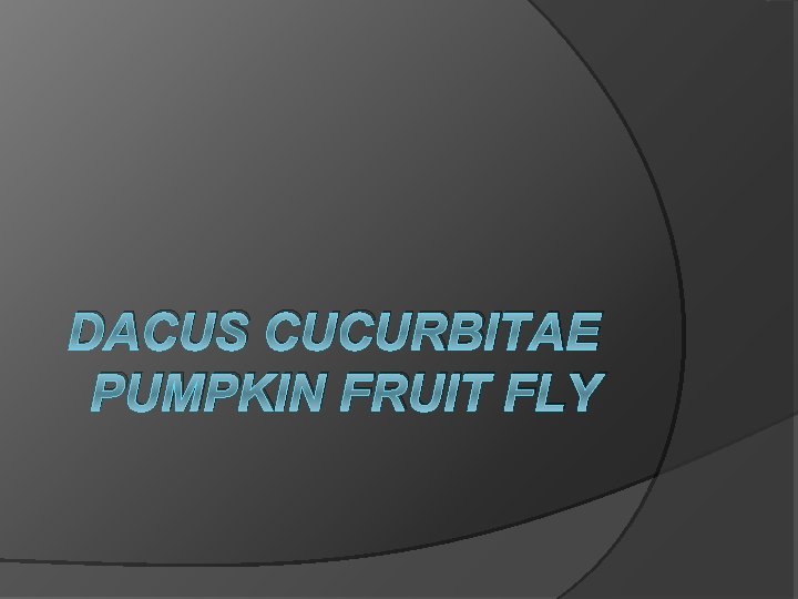 DACUS CUCURBITAE PUMPKIN FRUIT FLY 