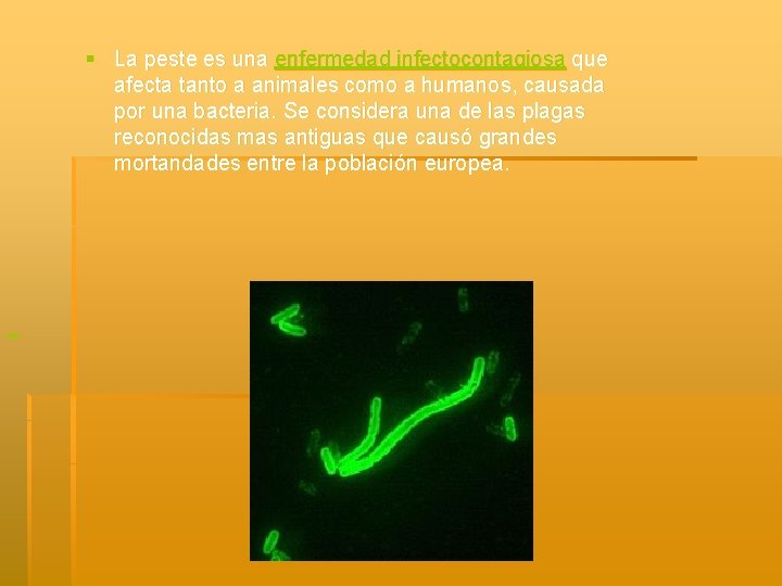 § La peste es una enfermedad infectocontagiosa que afecta tanto a animales como a