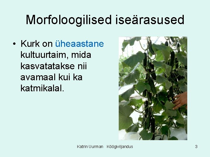 Morfoloogilised iseärasused • Kurk on üheaastane kultuurtaim, mida kasvatatakse nii avamaal kui ka katmikalal.