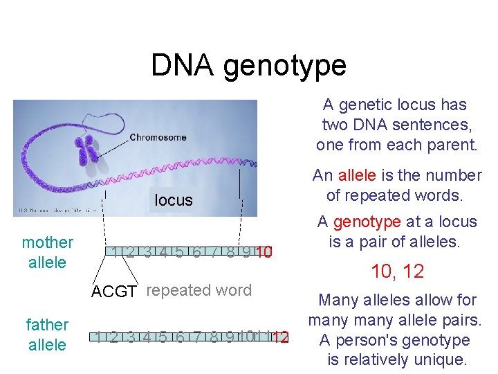 DNA genotype A genetic locus has two DNA sentences, one from each parent. locus