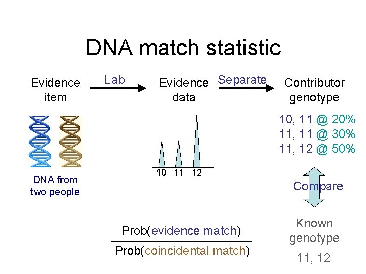 DNA match statistic Evidence item Lab Evidence Separate data Contributor genotype 10, 11 @