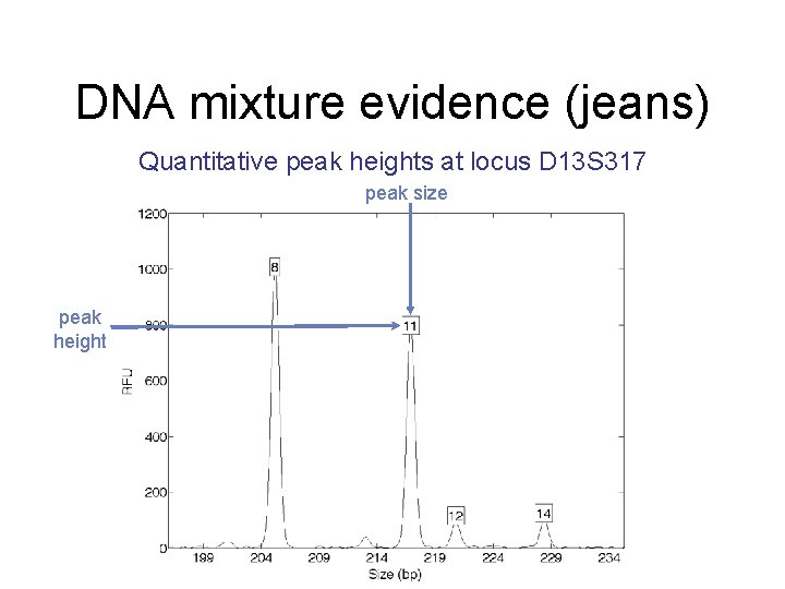 DNA mixture evidence (jeans) Quantitative peak heights at locus D 13 S 317 peak