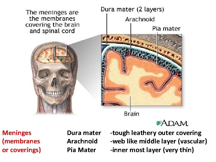 Meninges (membranes or coverings) Dura mater Arachnoid Pia Mater -tough leathery outer covering -web