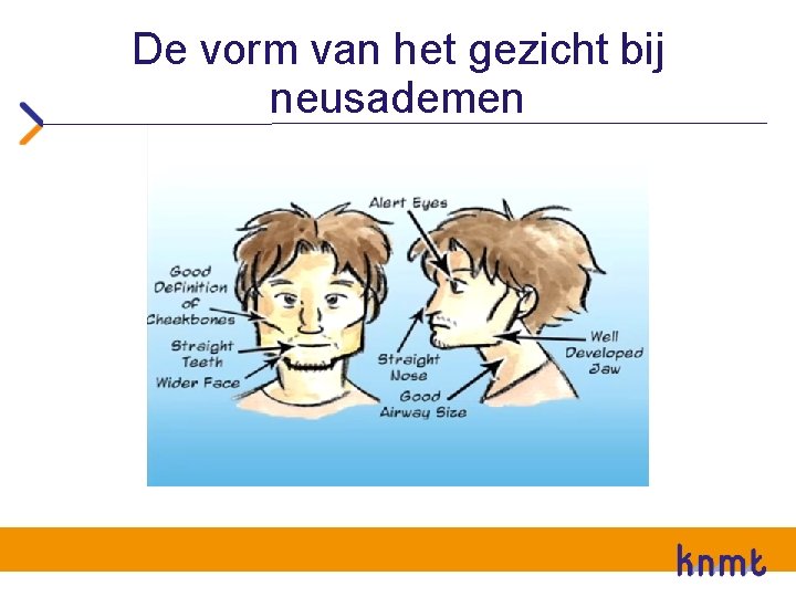 De vorm van het gezicht bij neusademen 