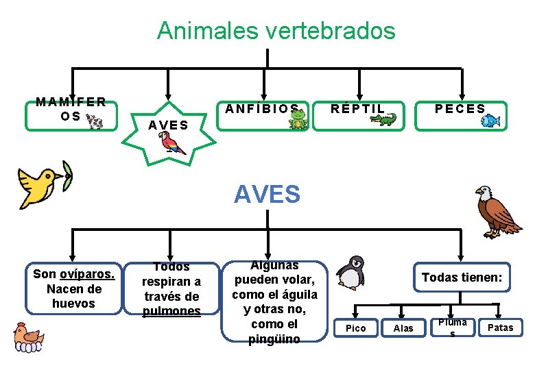 Animales vertebrados MAMÍFER OS ANFÍBIOS RÉPTIL PECES AVES Son ovíparos. Nacen de huevos Todos