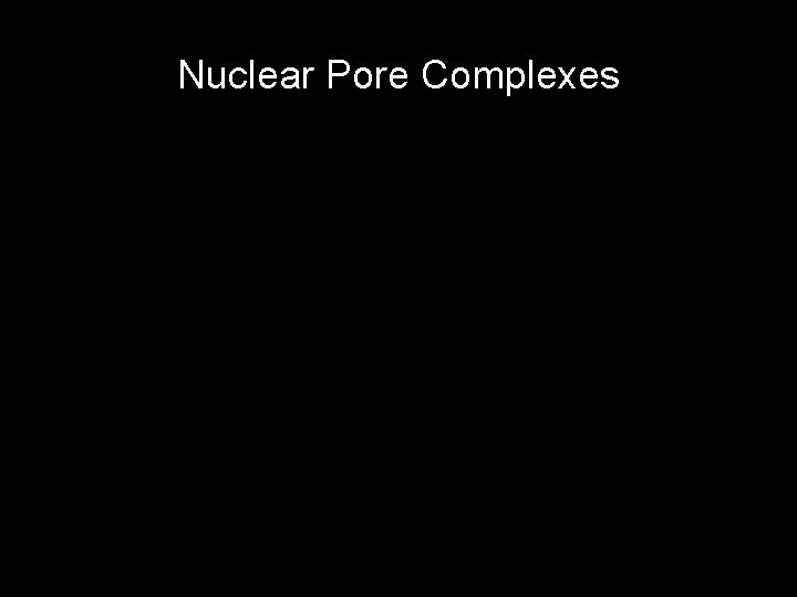 Nuclear Pore Complexes 