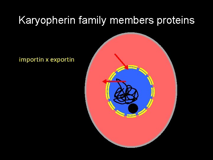 Karyopherin family members proteins importin x exportin 