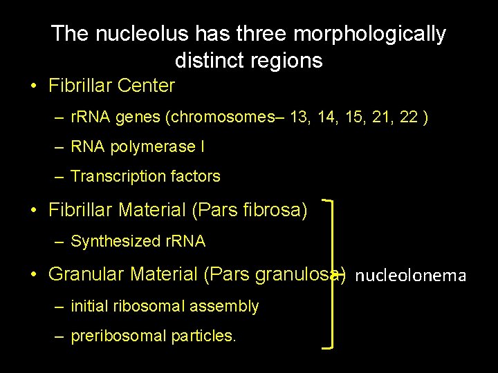 The nucleolus has three morphologically distinct regions • Fibrillar Center – r. RNA genes