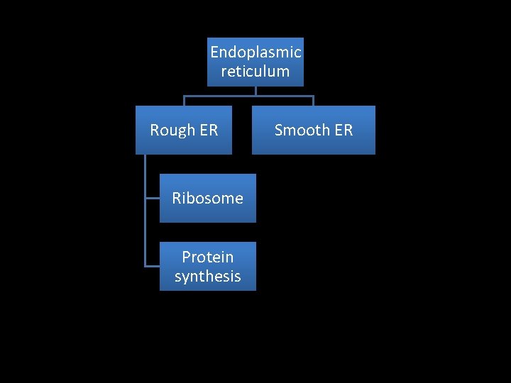 Endoplasmic reticulum Rough ER Ribosome Protein synthesis Smooth ER 