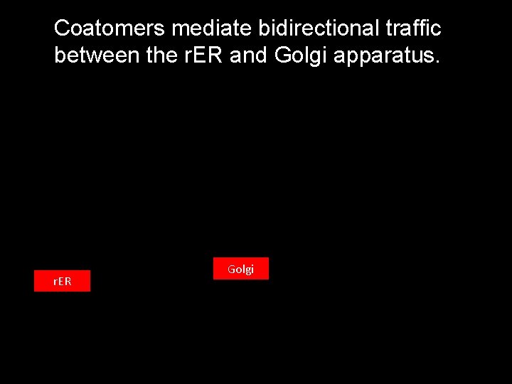 Coatomers mediate bidirectional traffic between the r. ER and Golgi apparatus. r. ER Golgi