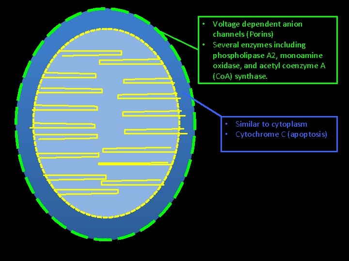  • Voltage dependent anion channels (Porins) • Several enzymes including phospholipase A 2,