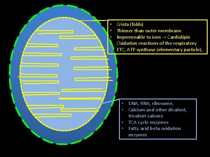  • • Crista (folds) Thinner than outer membrane Impermeable to ions -> Cardiolipin