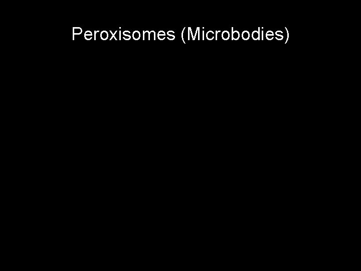 Peroxisomes (Microbodies) 