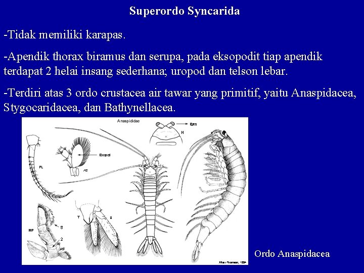 Superordo Syncarida -Tidak memiliki karapas. -Apendik thorax biramus dan serupa, pada eksopodit tiap apendik