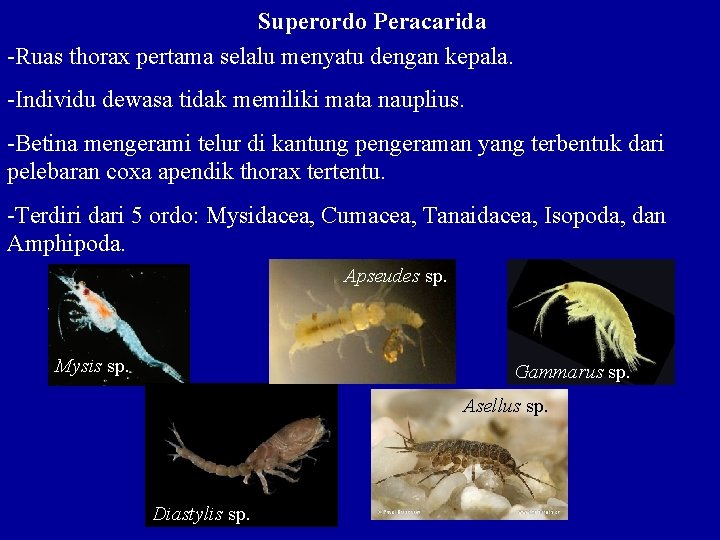 Superordo Peracarida -Ruas thorax pertama selalu menyatu dengan kepala. -Individu dewasa tidak memiliki mata