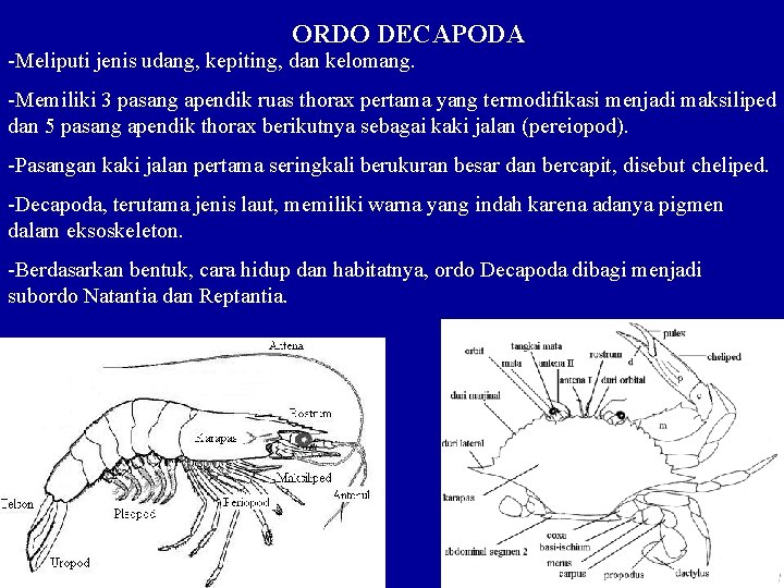 ORDO DECAPODA -Meliputi jenis udang, kepiting, dan kelomang. -Memiliki 3 pasang apendik ruas thorax