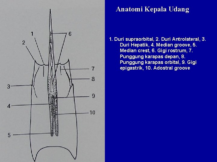 Anatomi Kepala Udang 1. Duri supraorbital, 2. Duri Antrolateral, 3. Duri Hepatik, 4. Median