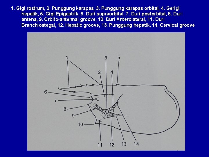 1. Gigi rostrum, 2. Punggung karapas, 3. Punggung karapas orbital, 4. Gerigi hepatik, 5.