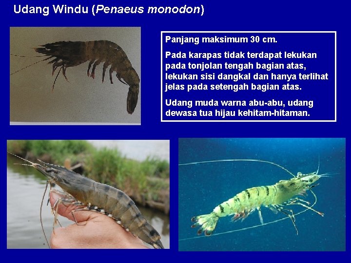 Udang Windu (Penaeus monodon) Panjang maksimum 30 cm. Pada karapas tidak terdapat lekukan pada