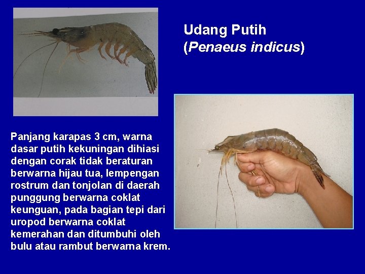 Udang Putih (Penaeus indicus) Panjang karapas 3 cm, warna dasar putih kekuningan dihiasi dengan