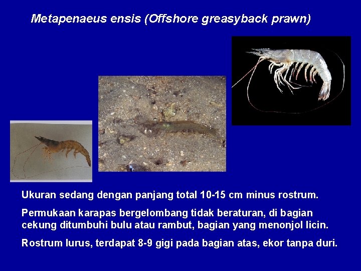 Metapenaeus ensis (Offshore greasyback prawn) Ukuran sedang dengan panjang total 10 -15 cm minus