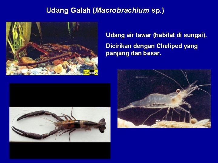 Udang Galah (Macrobrachium sp. ) Udang air tawar (habitat di sungai). Dicirikan dengan Cheliped Udang Galah (Macrobrachium sp. ) Udang air tawar (habitat di sungai). Dicirikan dengan Cheliped