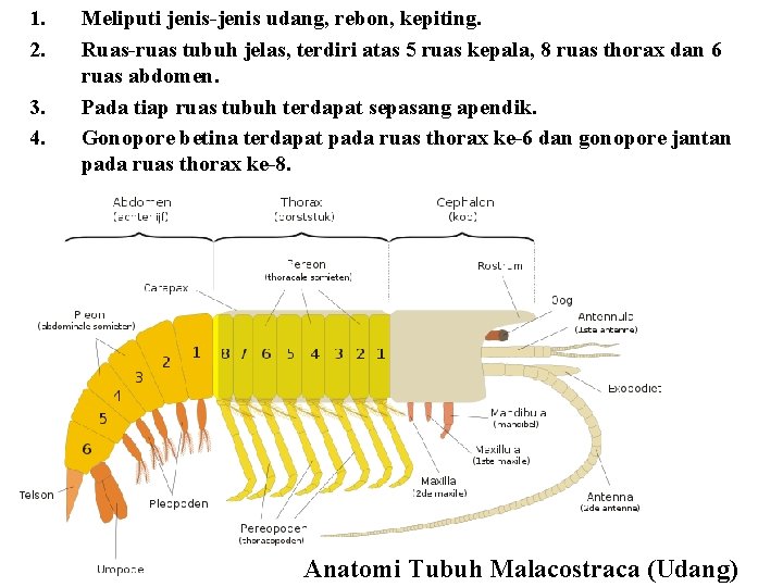 1. 2. 3. 4. Meliputi jenis-jenis udang, rebon, kepiting. Ruas-ruas tubuh jelas, terdiri atas