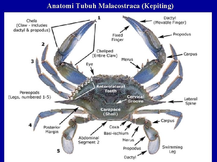 Anatomi Tubuh Malacostraca (Kepiting) 