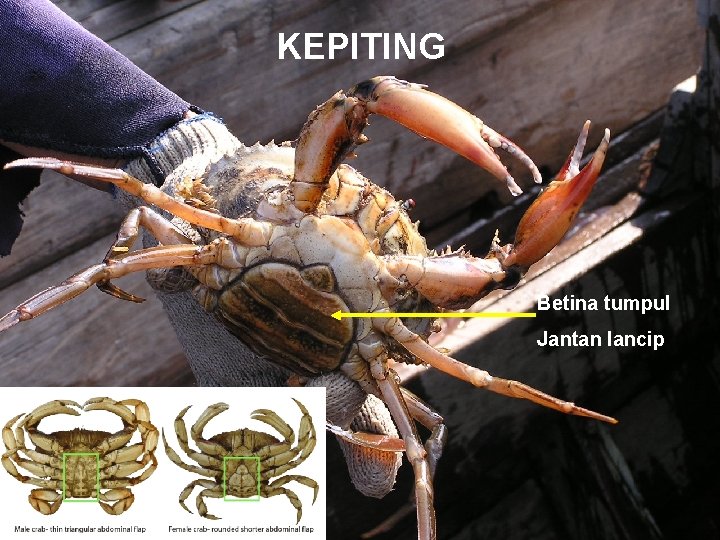 KEPITING Betina tumpul Jantan lancip 