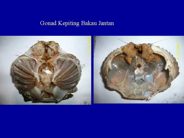 Gonad Kepiting Bakau Jantan 