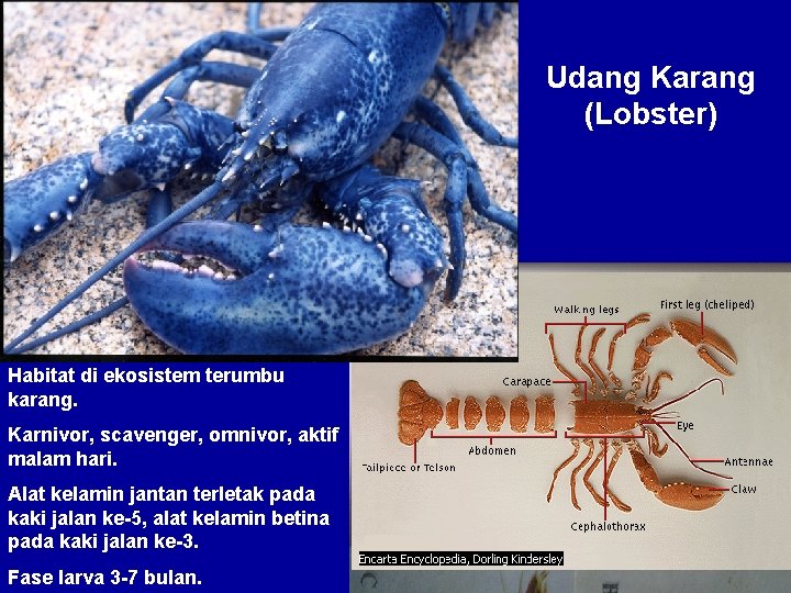 Udang Karang (Lobster) Habitat di ekosistem terumbu karang. Karnivor, scavenger, omnivor, aktif malam hari.