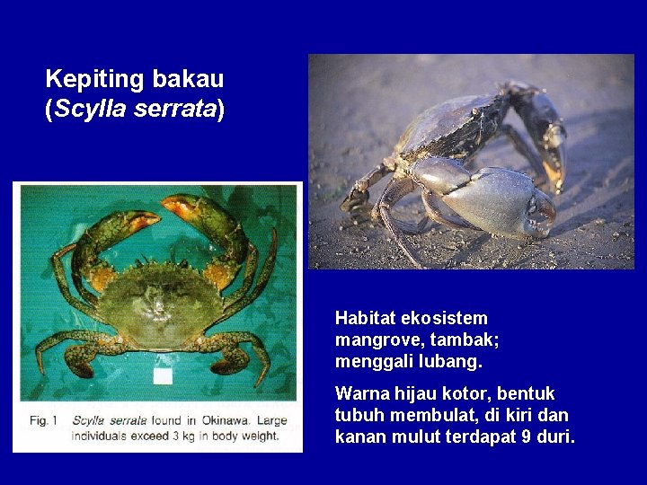 Kepiting bakau (Scylla serrata) Habitat ekosistem mangrove, tambak; menggali lubang. Warna hijau kotor, bentuk Kepiting bakau (Scylla serrata) Habitat ekosistem mangrove, tambak; menggali lubang. Warna hijau kotor, bentuk