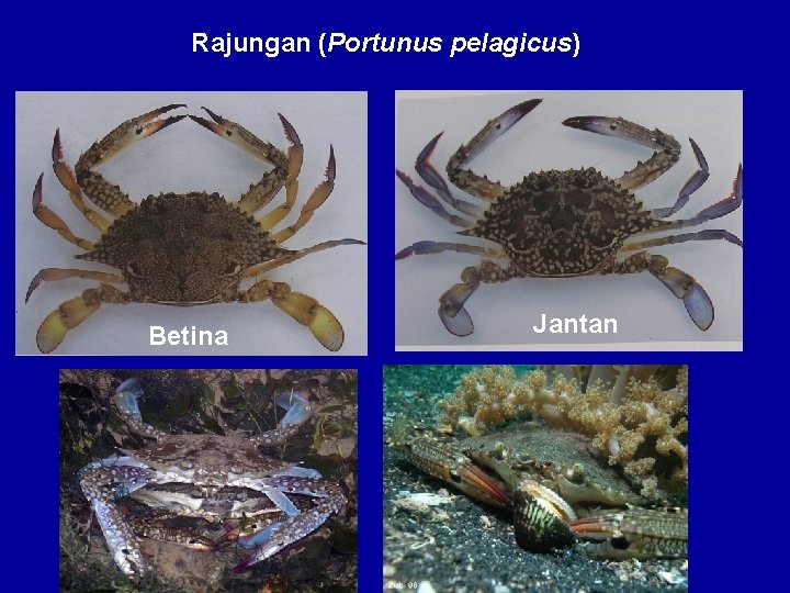 Rajungan (Portunus pelagicus) Betina Jantan 