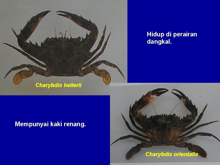 Hidup di perairan dangkal. Charybdis hellerii Mempunyai kaki renang. Charybdis orientalis 