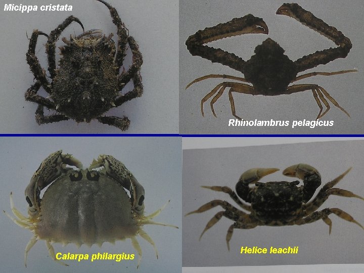 Micippa cristata Rhinolambrus pelagicus Calarpa philargius Helice leachii 