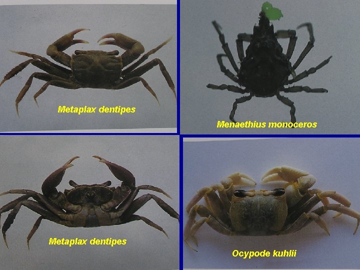 Metaplax dentipes Menaethius monoceros Metaplax dentipes Ocypode kuhlii 