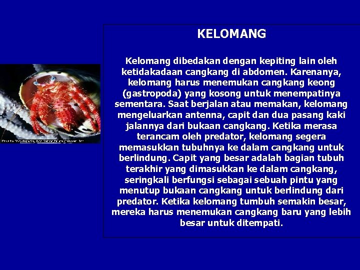 KELOMANG Kelomang dibedakan dengan kepiting lain oleh ketidakadaan cangkang di abdomen. Karenanya, kelomang harus