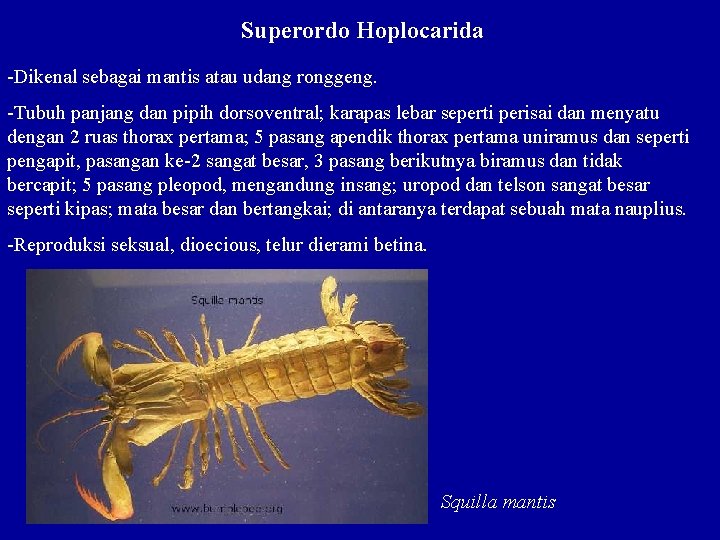 Superordo Hoplocarida -Dikenal sebagai mantis atau udang ronggeng. -Tubuh panjang dan pipih dorsoventral; karapas