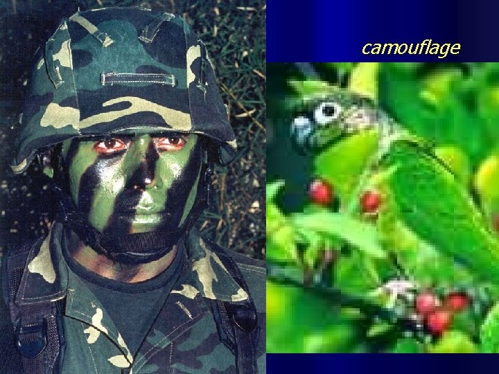 camouflage 