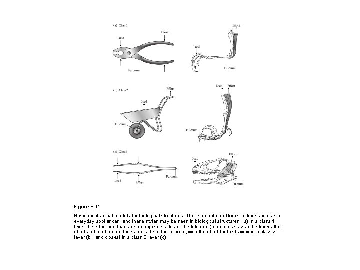 Figure 6. 11 Basic mechanical models for biological structures. There are different kinds of