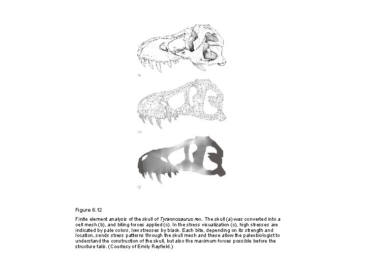 Figure 6. 12 Finite element analysis of the skull of Tyrannosaurus rex. The skull