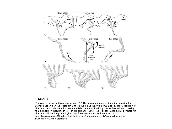 Figure 6. 13 The running stride of Tyrannosaurus rex. (a) The main components of