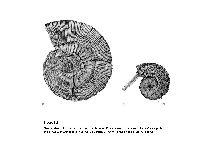 Figure 6. 2 Sexual dimorphism in ammonites, the Jurassic Kosmoceras. The larger shell (a)