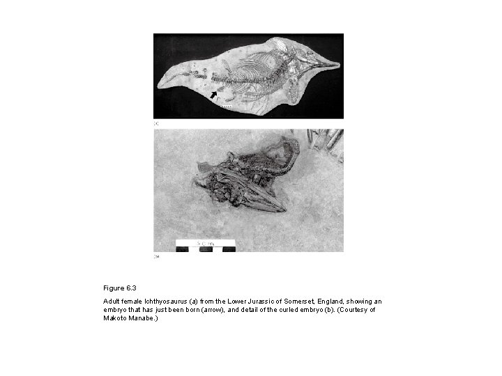 Figure 6. 3 Adult female Ichthyosaurus (a) from the Lower Jurassic of Somerset, England,