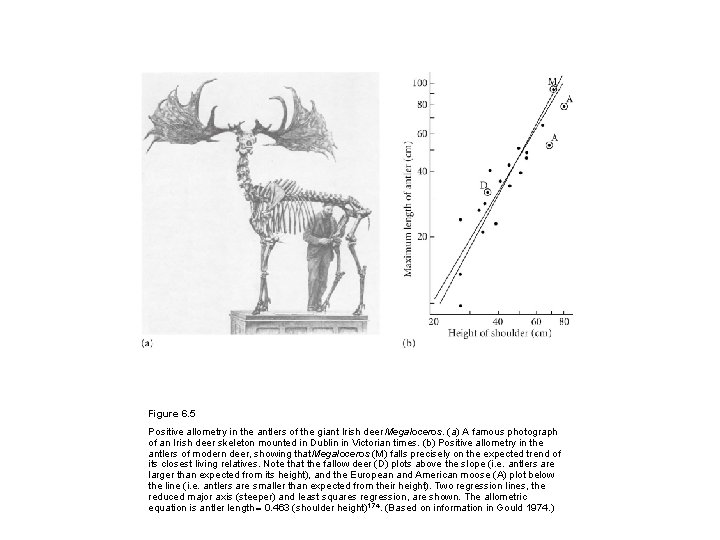 Figure 6. 5 Positive allometry in the antlers of the giant Irish deer Megaloceros.