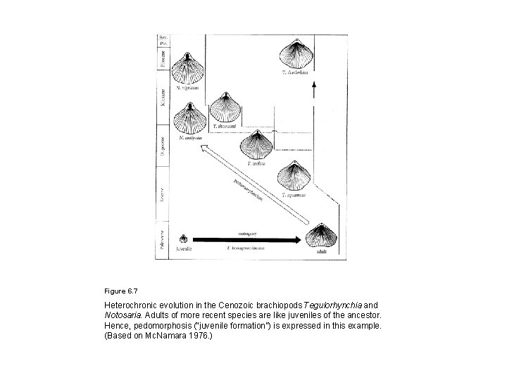 Figure 6. 7 Heterochronic evolution in the Cenozoic brachiopods Tegulorhynchia and Notosaria. Adults of
