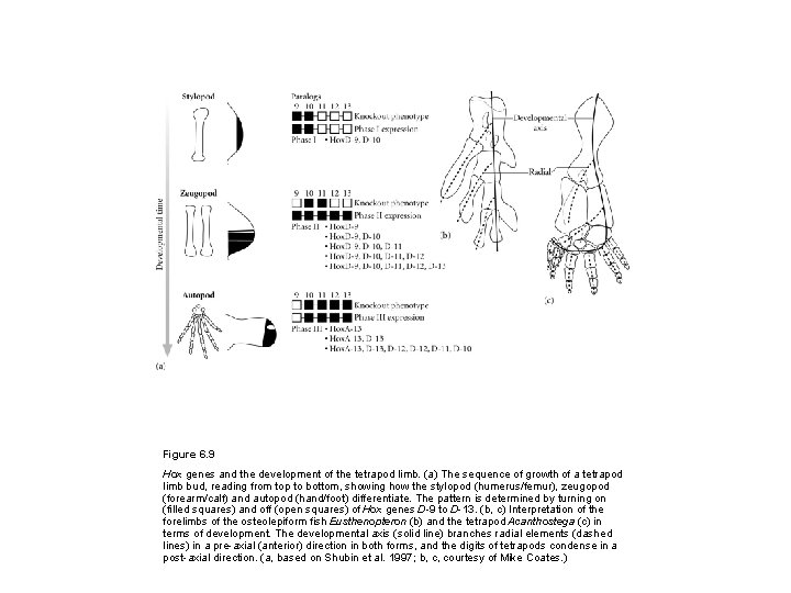 Figure 6. 9 Hox genes and the development of the tetrapod limb. (a) The