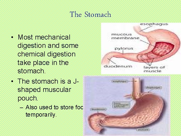 The Stomach • Most mechanical digestion and some chemical digestion take place in the